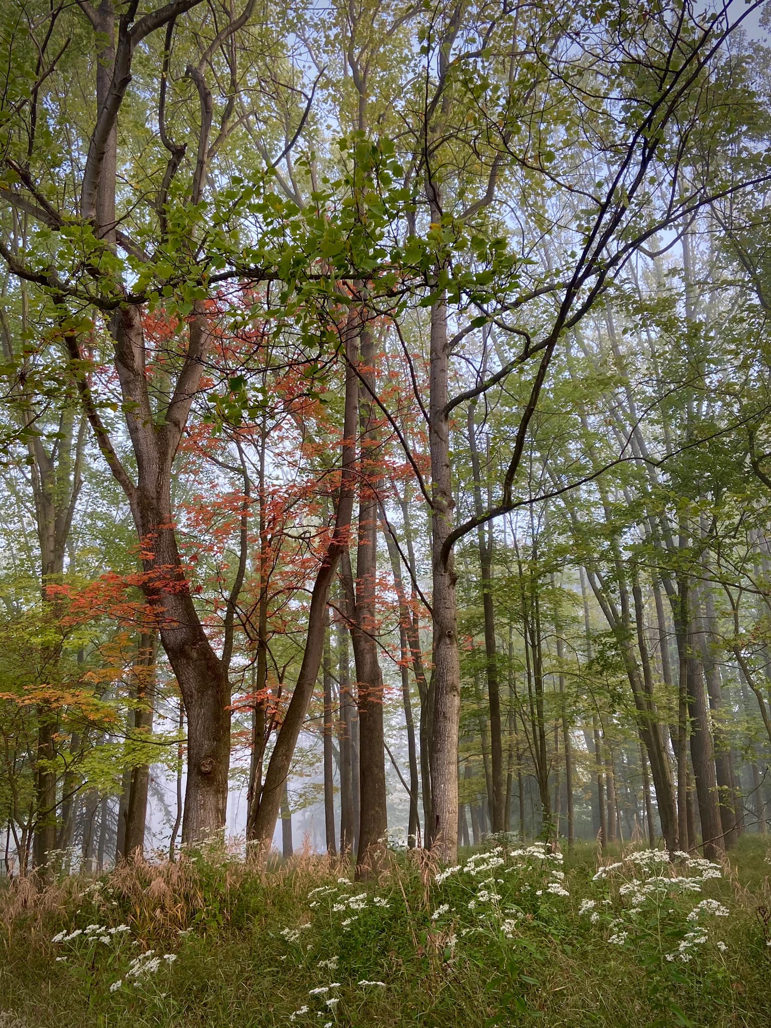 Penn Forest Natural... - Penn Forest Natural Burial Park