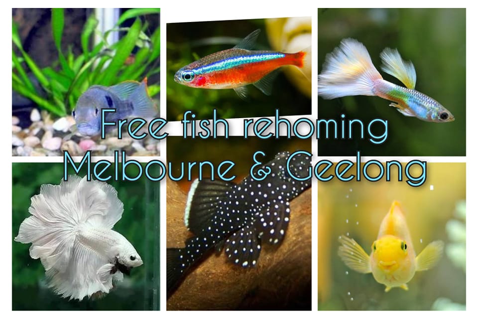 Free fish 🐠 rehoming Melbourne / Geelong / Surrounding Area | Facebook