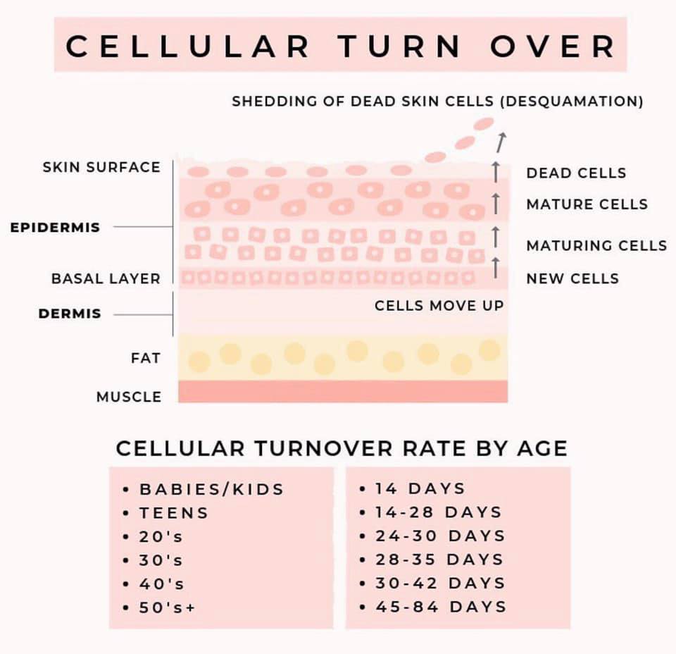Candice Thorburn - What is cellular turnover? This is the process of ...