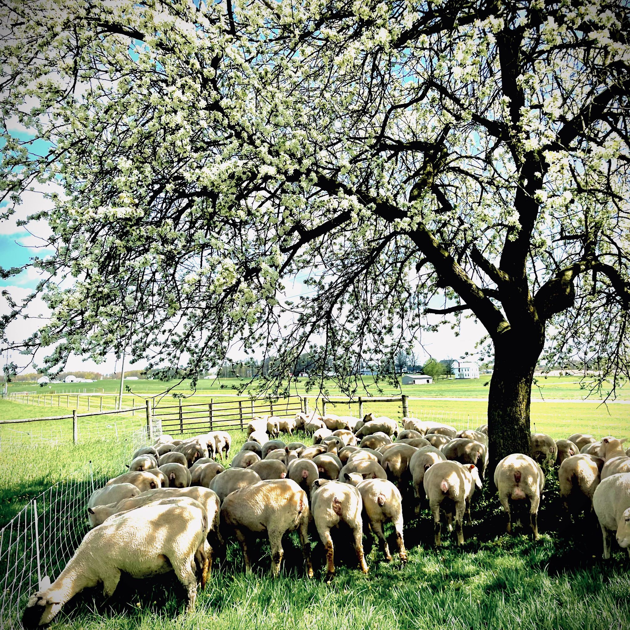 Ohio State Small Ruminant Center | Wooster OH