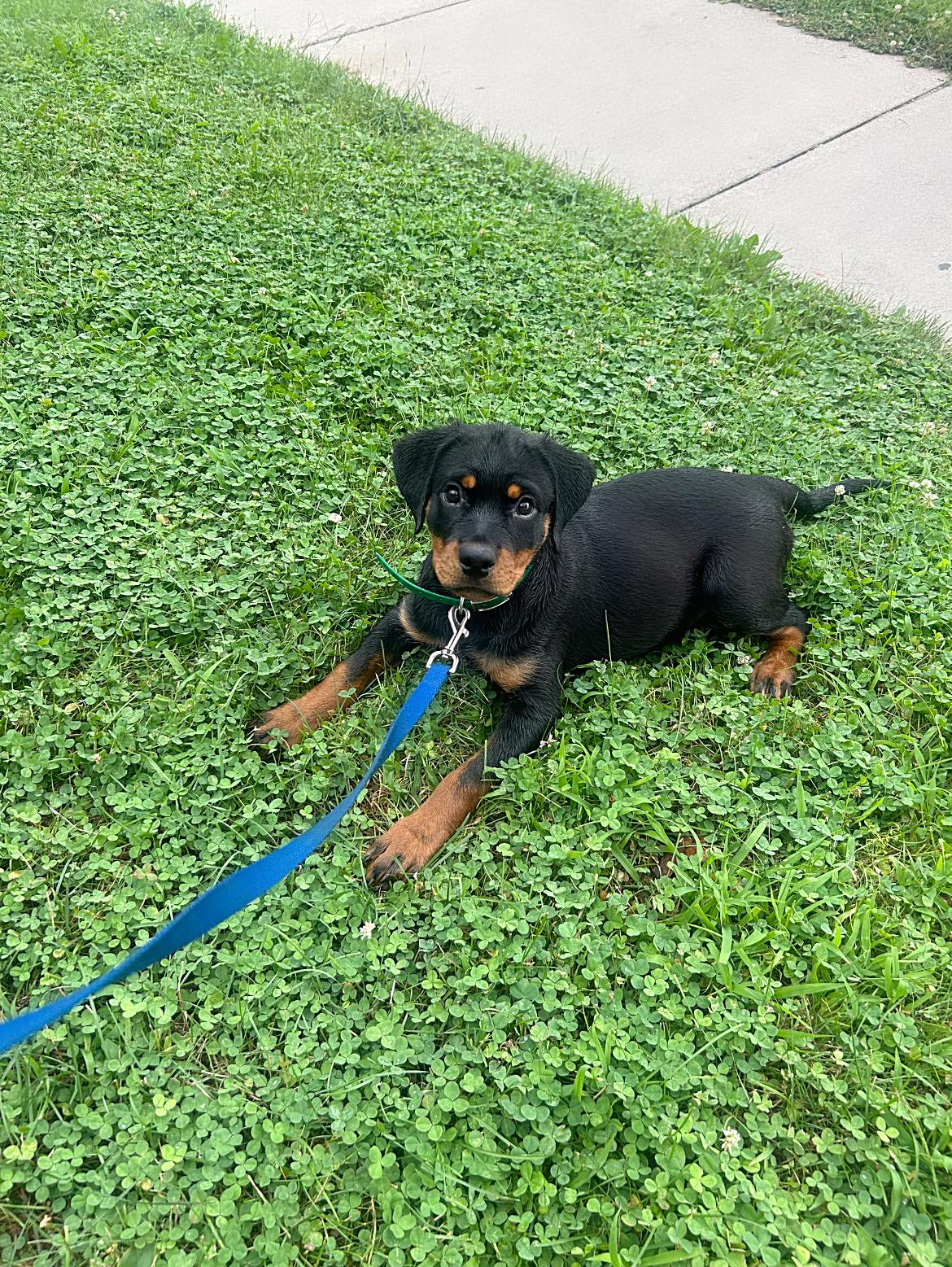 Ross Kennels Rottweilers | Indianapolis IN