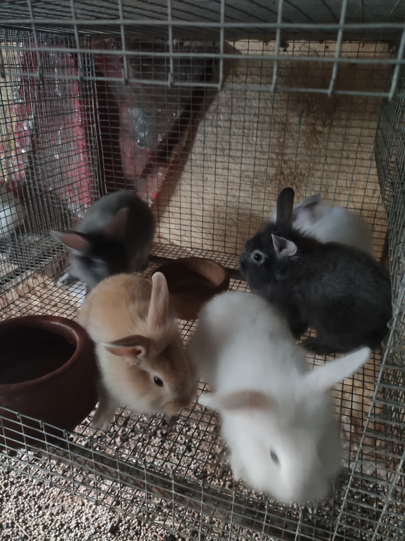 MABIC Home of Rabbits