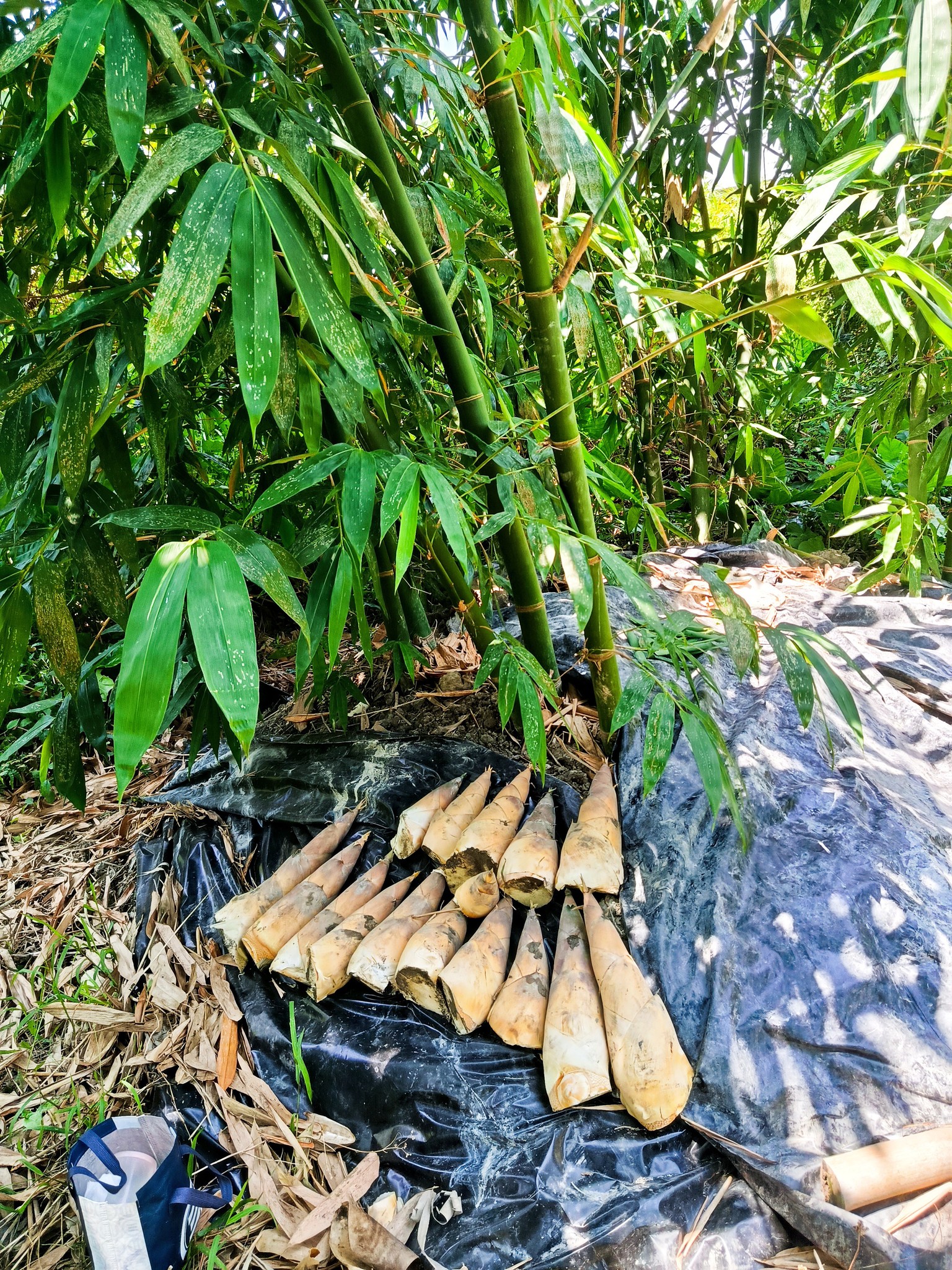 活力自然園的東雲麻竹，今年的産筍量，勁系令我出呼預料的多産，此