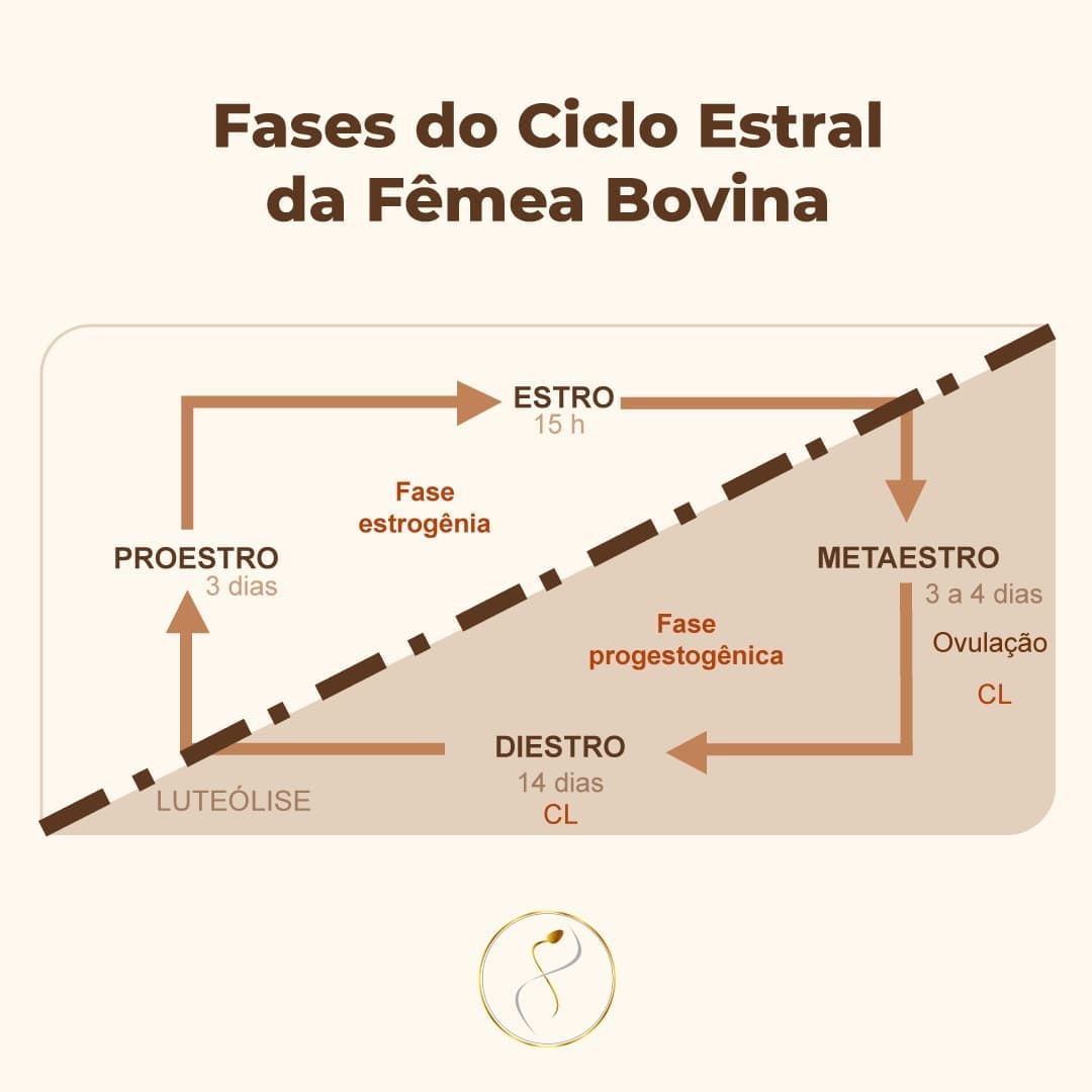 Reprouro- - O ciclo estral da fêmea bovina compreende quatro ...
