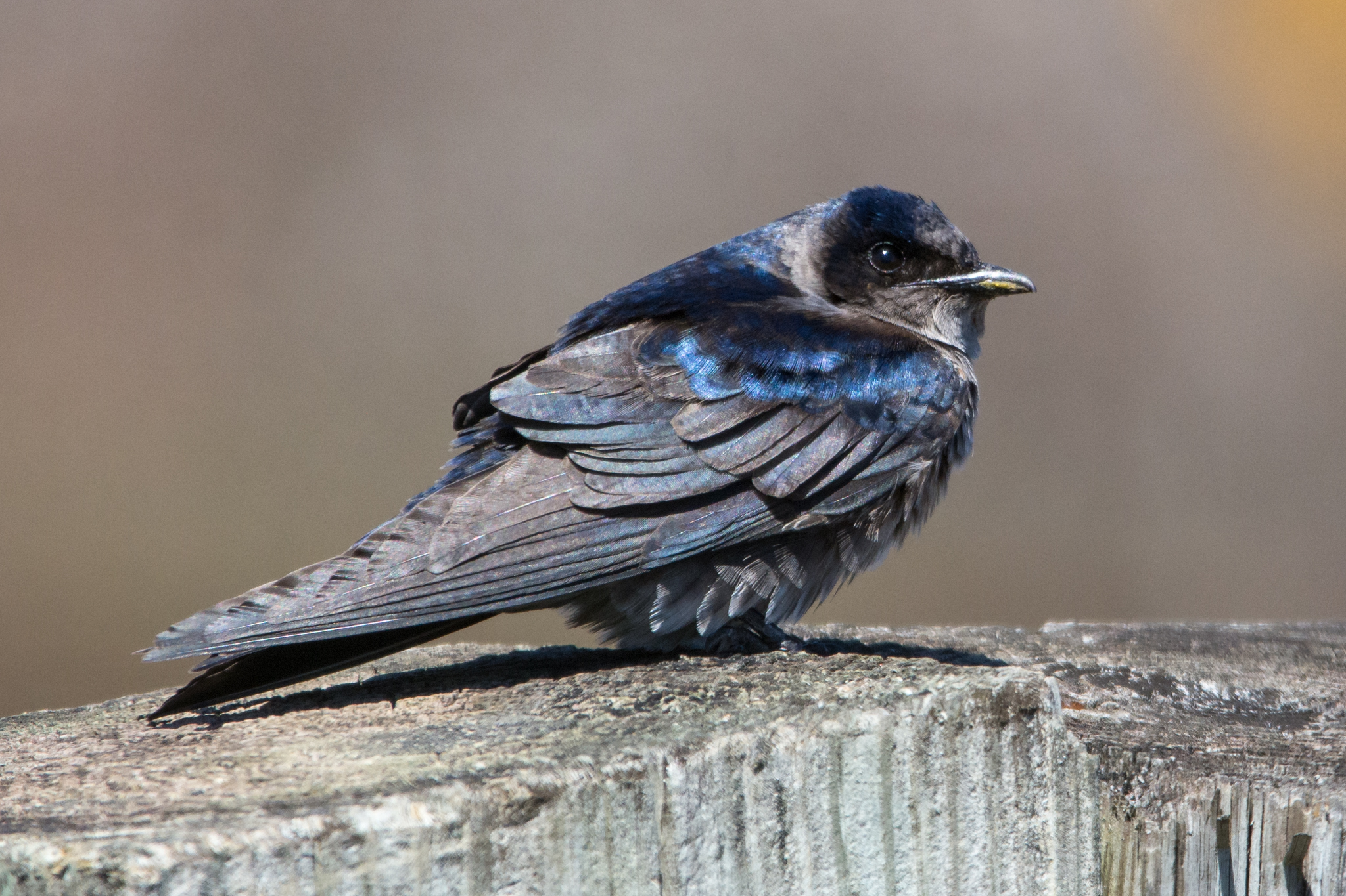 Found an early Purple Martin on my lunch break today.
