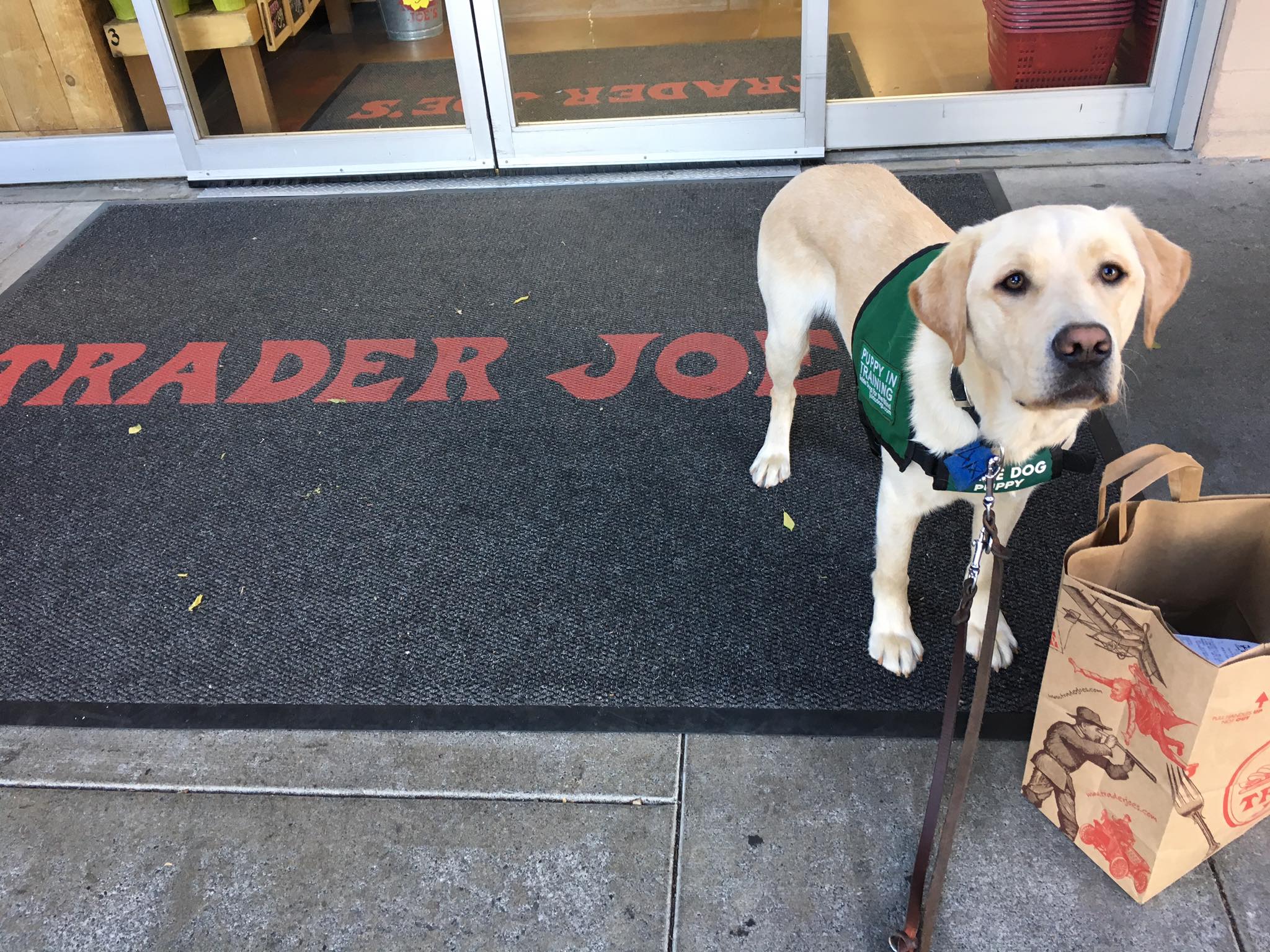 Yoshi's guide dog puppy training