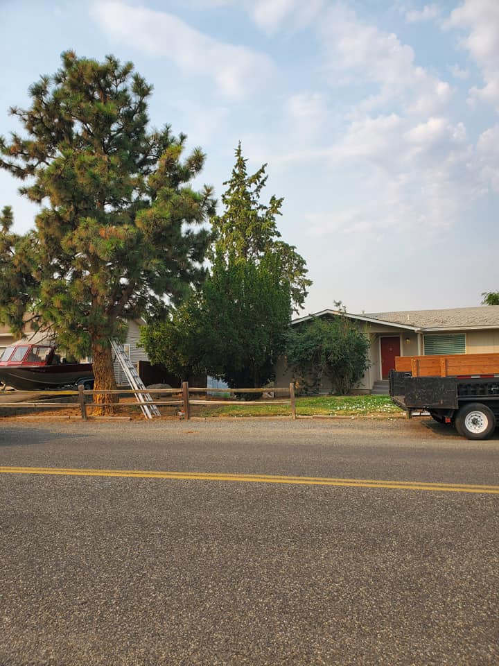 Asap tree and shrub | Clarkston Heights WA