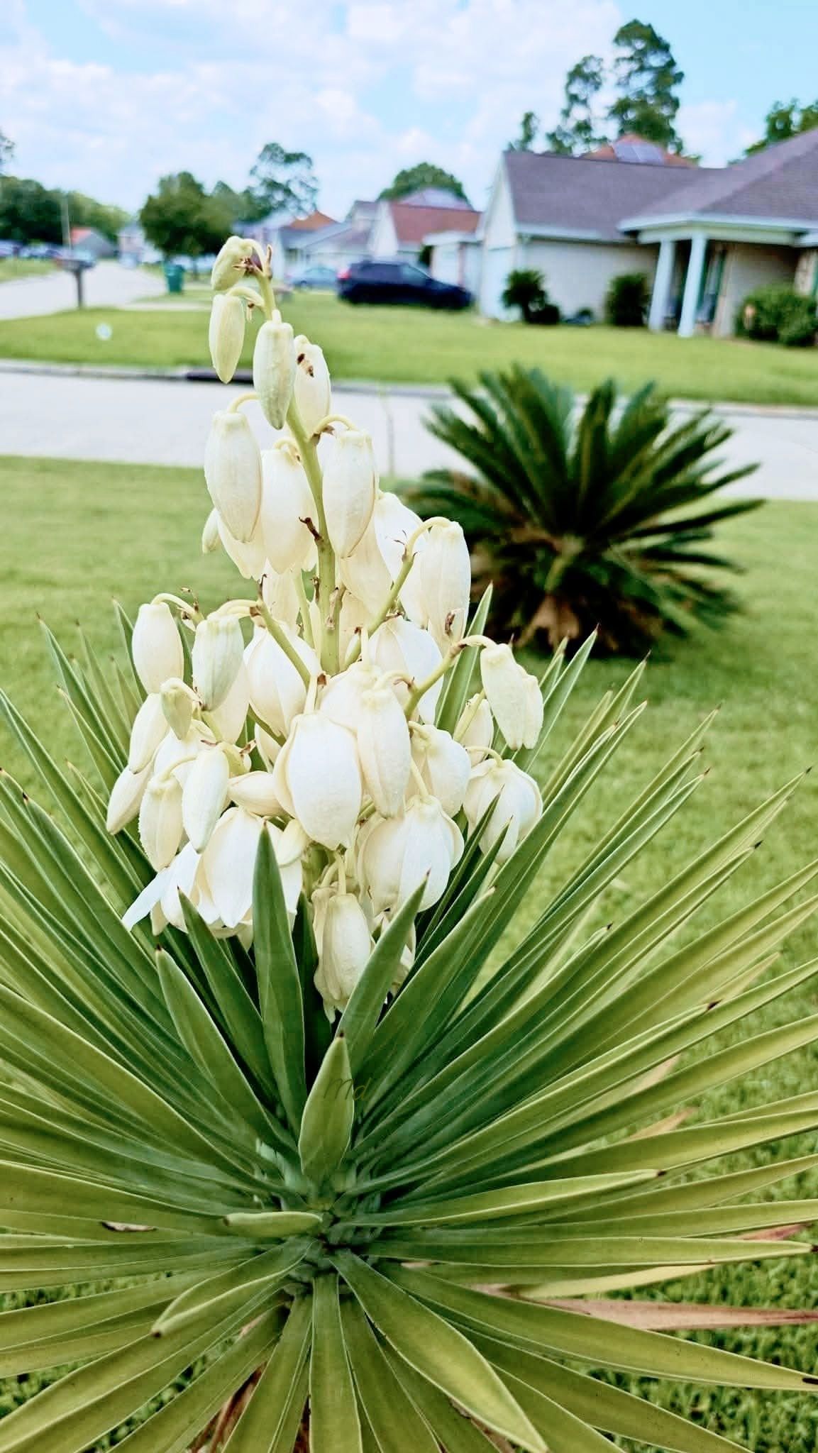 My neighbor's plant. I think I like it even though it's pointy.