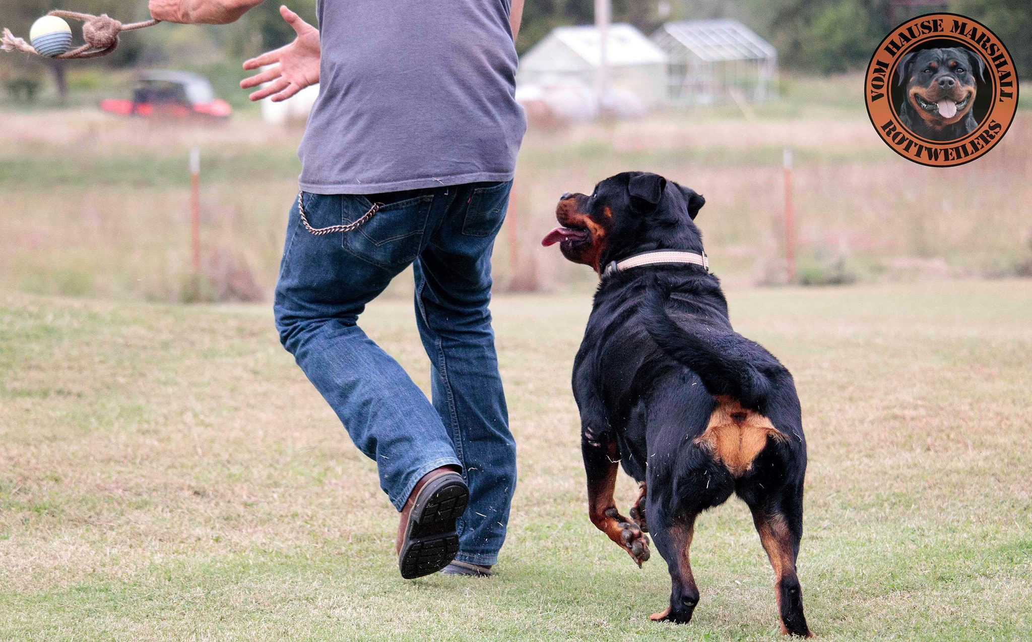 Vom Hause Marshall Rottweilers