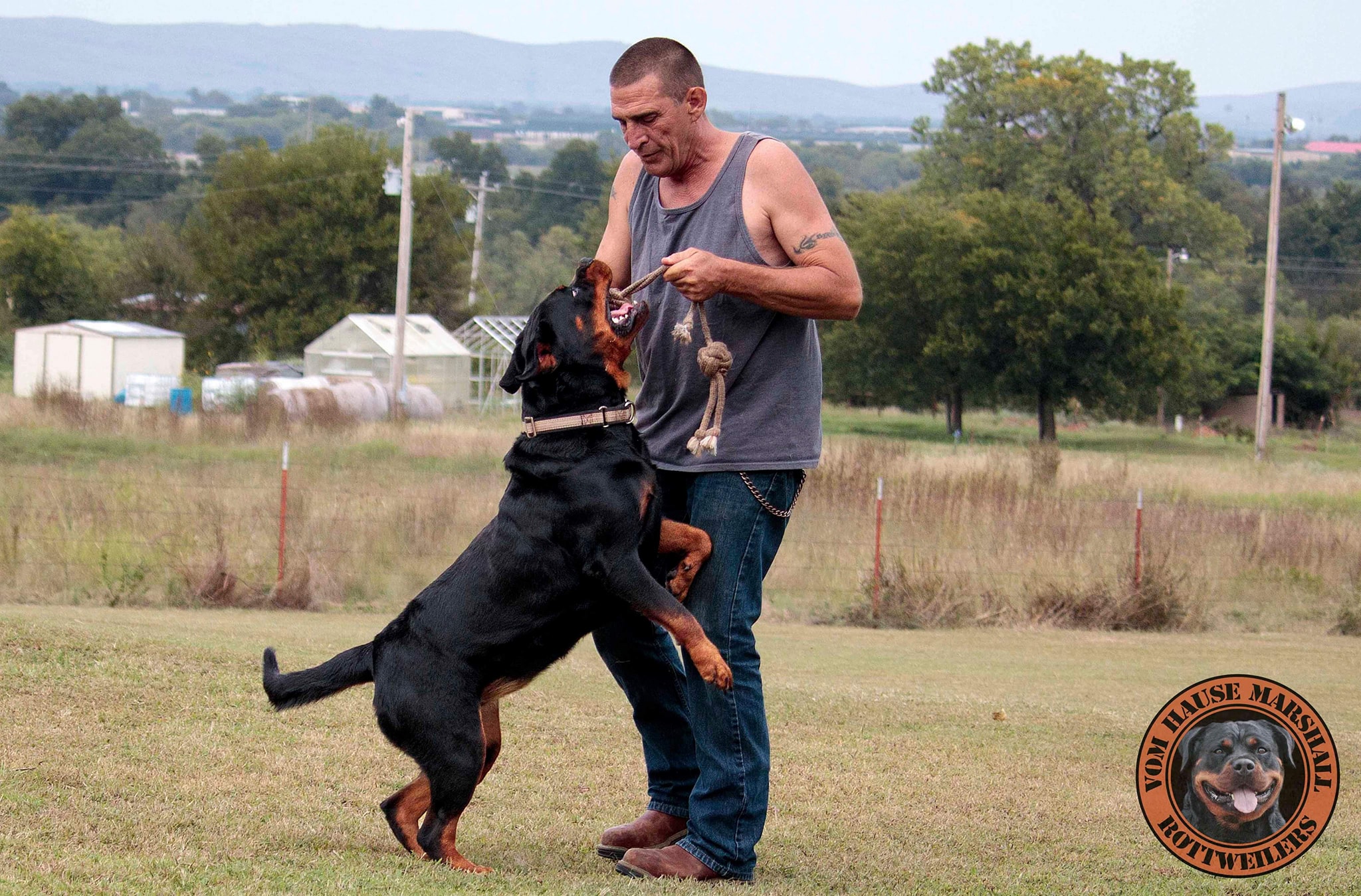 Vom Hause Marshall Rottweilers