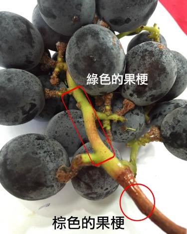 三合院葡萄園-彰化大村巨峰葡萄 - 你知道葡萄果梗有綠色的果梗跟咖啡色的果梗嗎？下列的小知識和你分享，請別再誤會他了... | Facebook