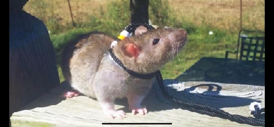 Nordic Creek Rattery | Vian OK