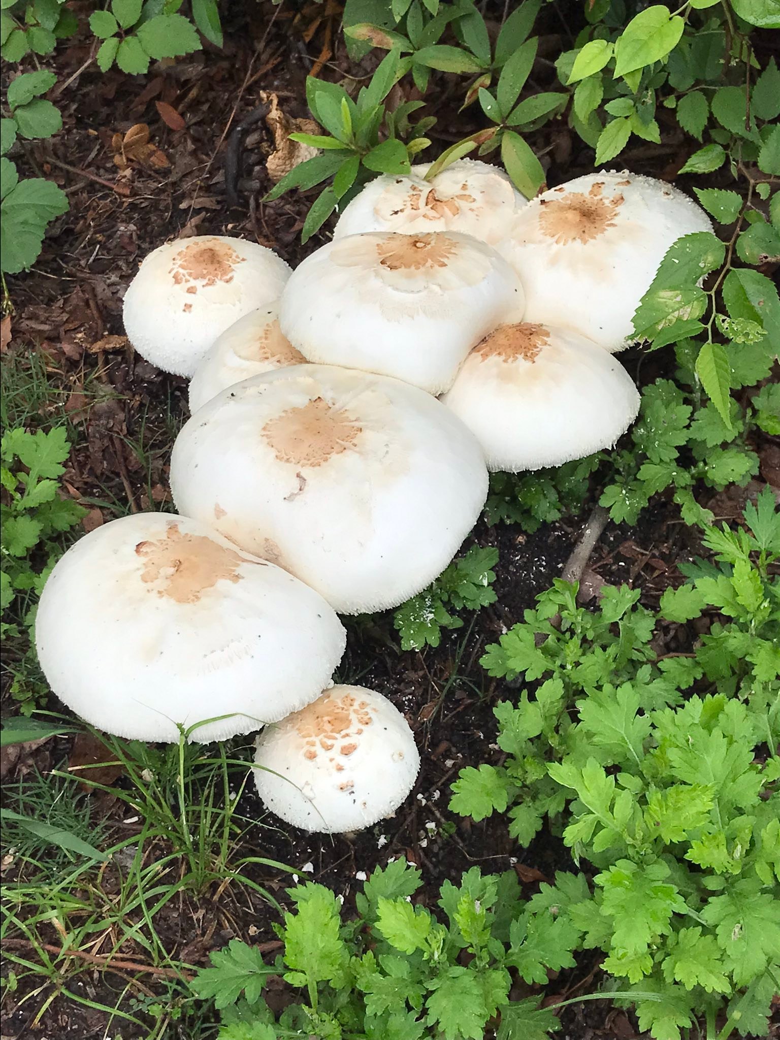 雨上がりの大阪城公園 いろいろなキノコが生えていました。見るからに