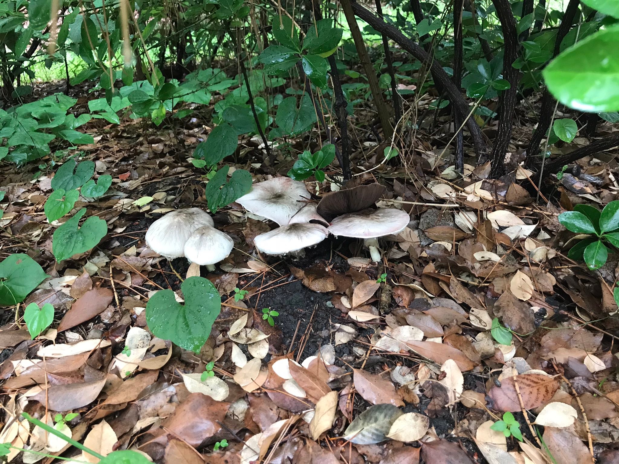 雨上がりの大阪城公園 いろいろなキノコが生えていました。見るからに