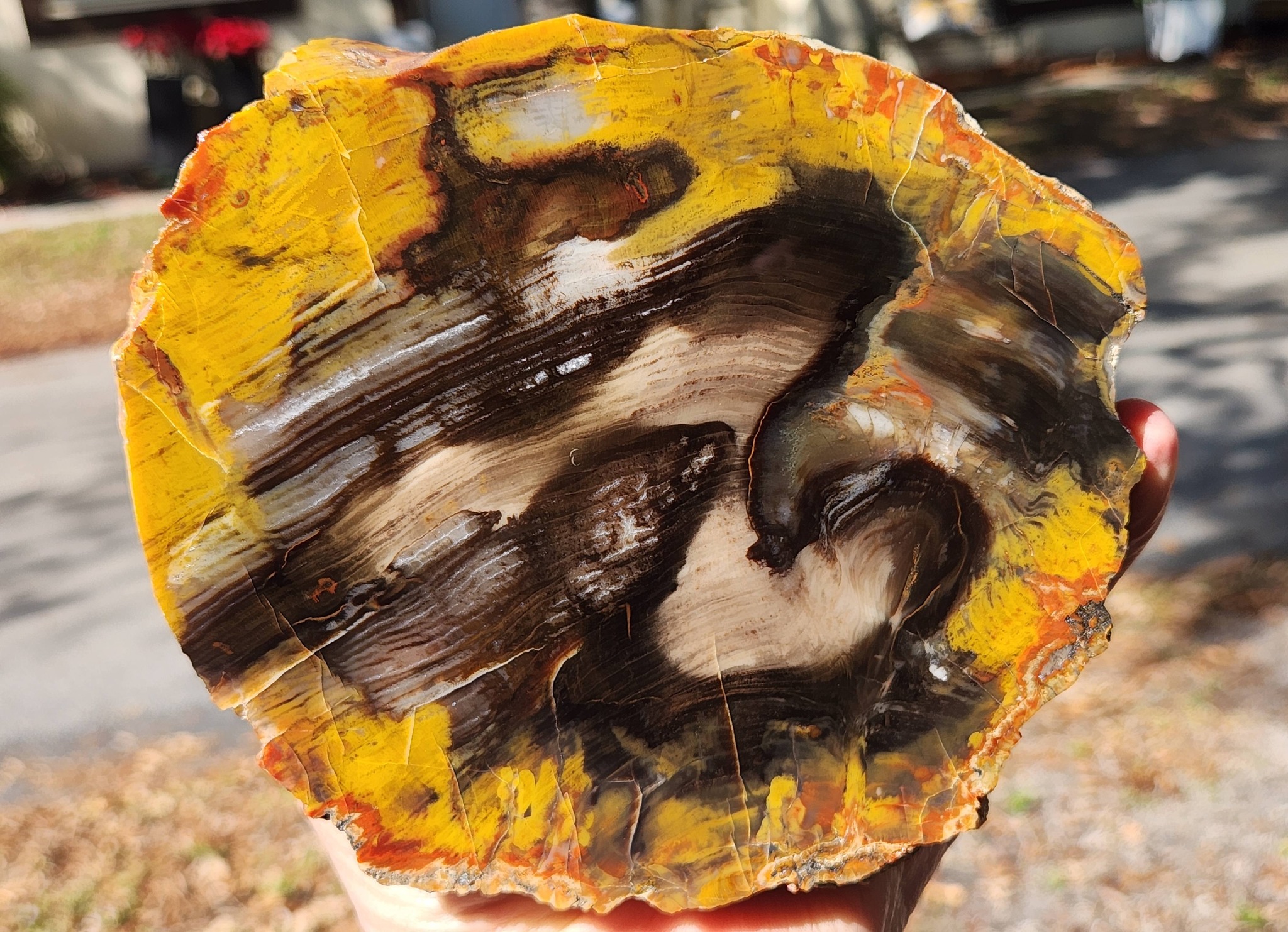 Jurassic conifer fossil from Henry Mountains, UT