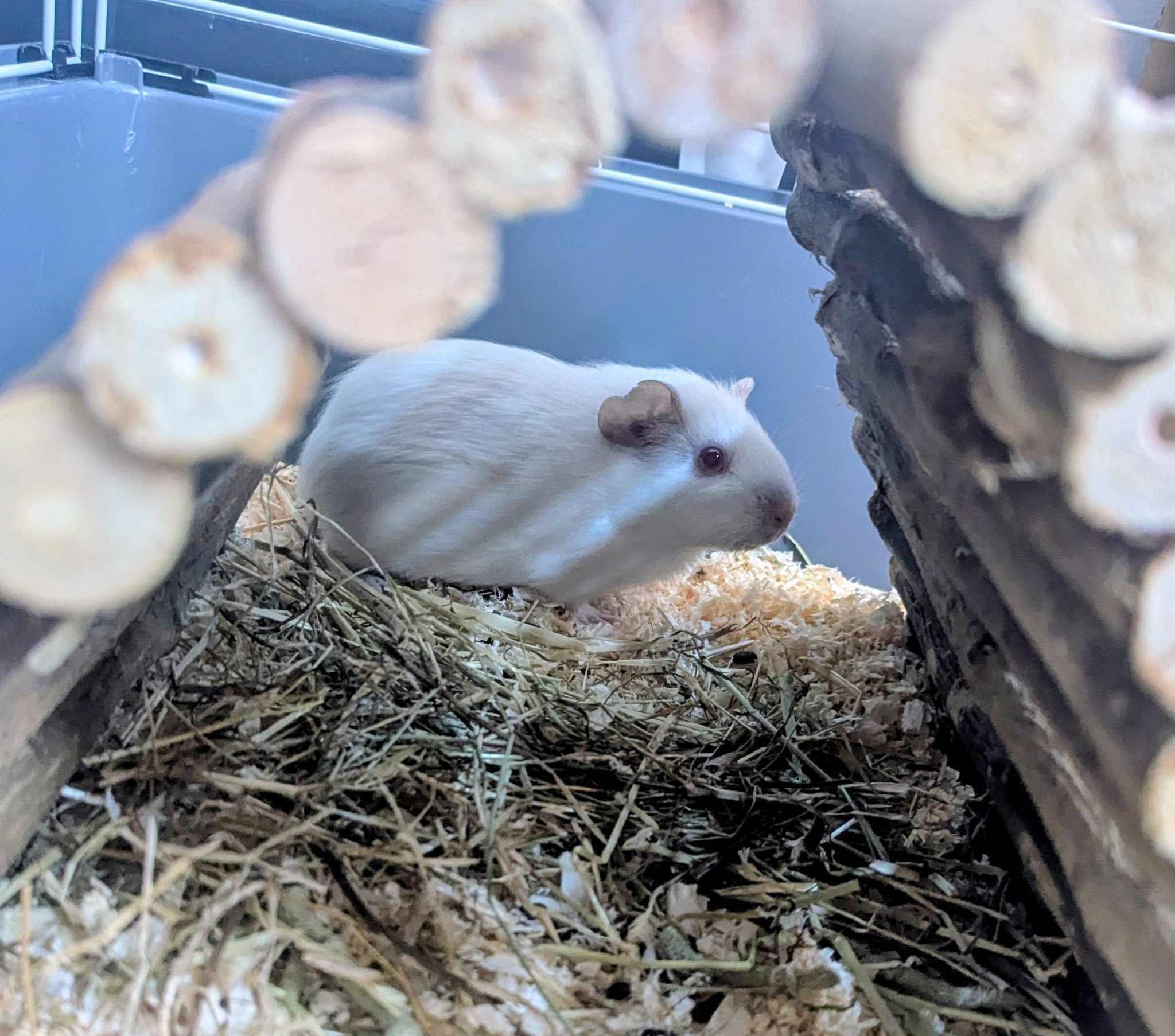 New guinea pig owners seeking advice for Rumi, Brown, and Zoey's care