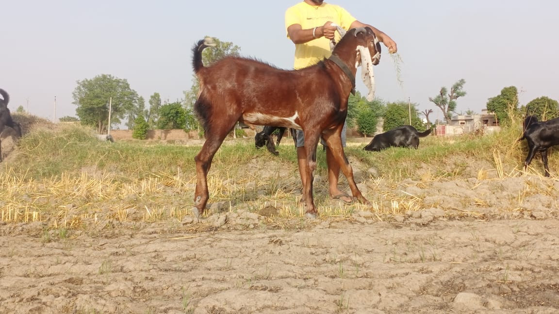 india goat bittal farm | Facebook