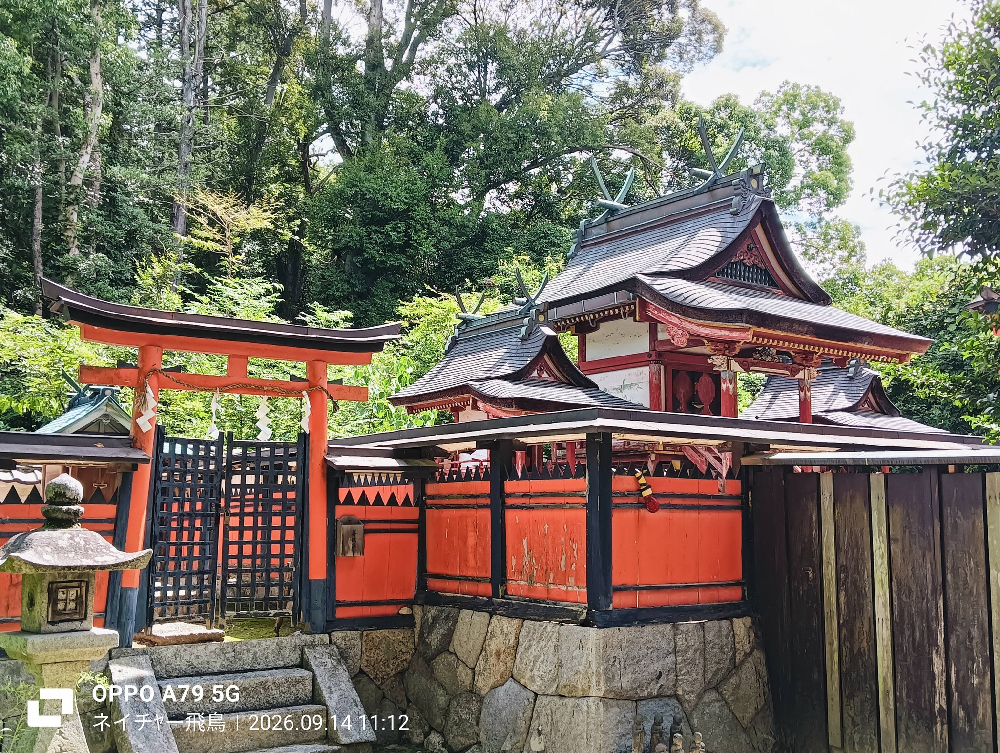 明日香村 河津桜見頃です。 春の訪れを告げる菜の花も咲いていました