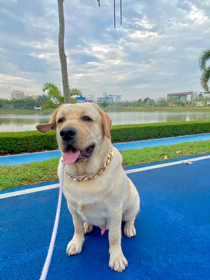 ผม แวะ หนองประจักษ์... - Dobby Bambii labrador