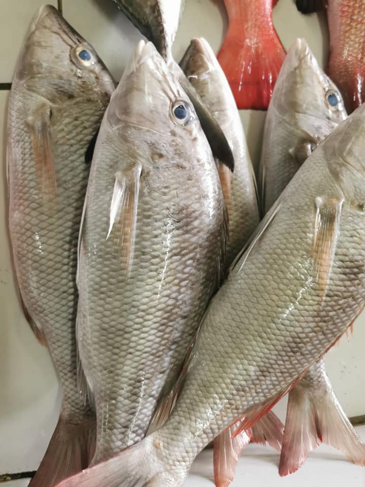 Masfila - 👀 SAAFU KURI 👇 Filolhu Giulhu Faana ...