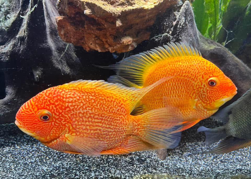 Iso mystery snails & guppies 👀 | Facebook