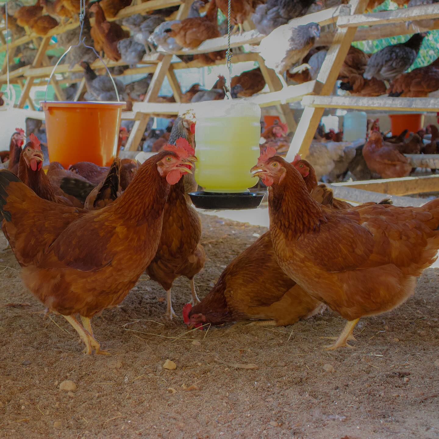 Aves sanas y felices en granja avícola
