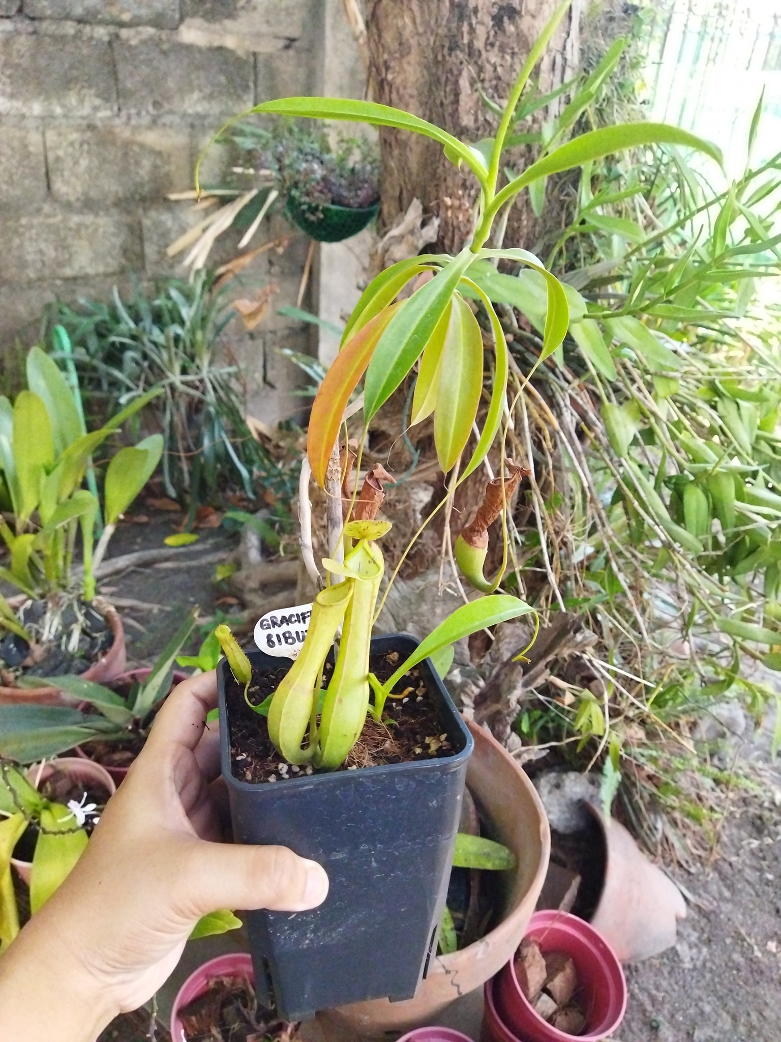 ‼️AVAILABLE‼️ PHP1800 - Plants R Us -Manila | Facebook