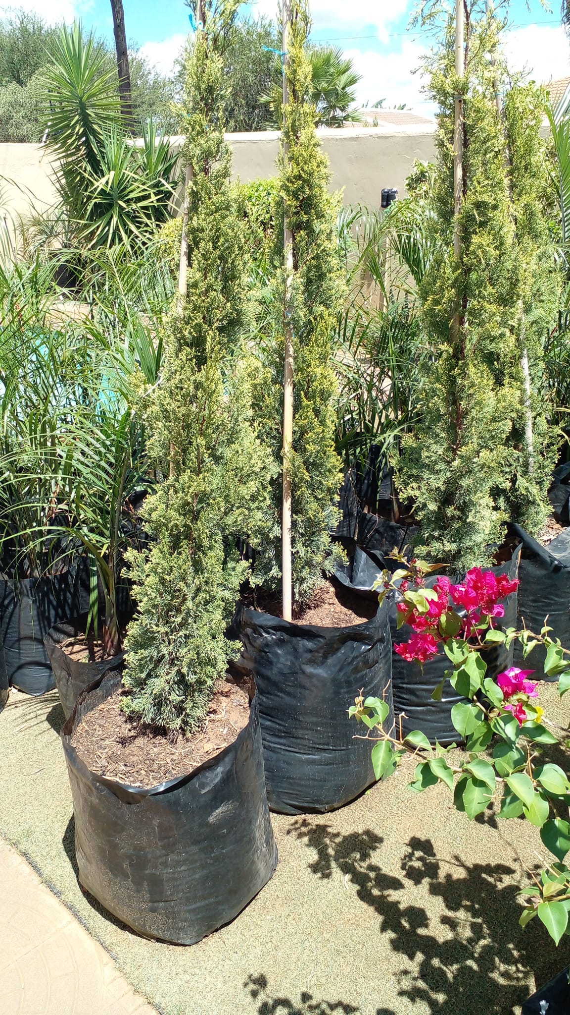 GIANT Growers - Golden and green skyrocket REDILY... | Facebook