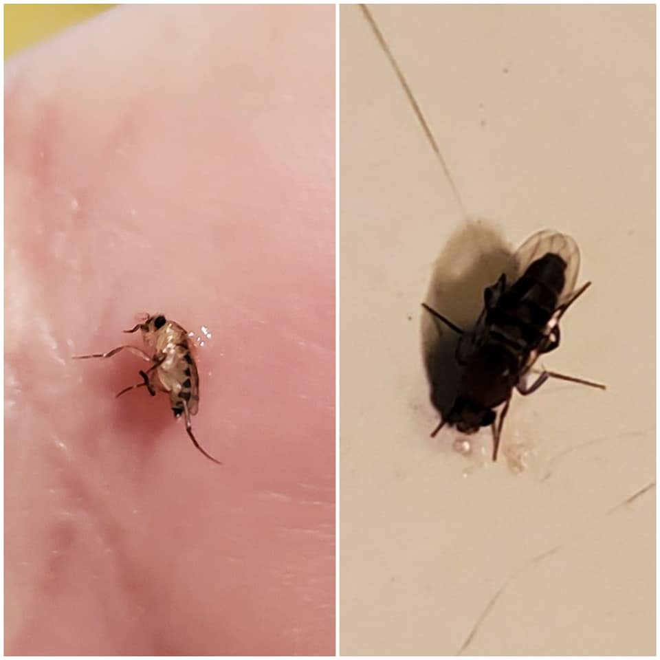 Oregon Insect Identification Entomology Beetle Identification