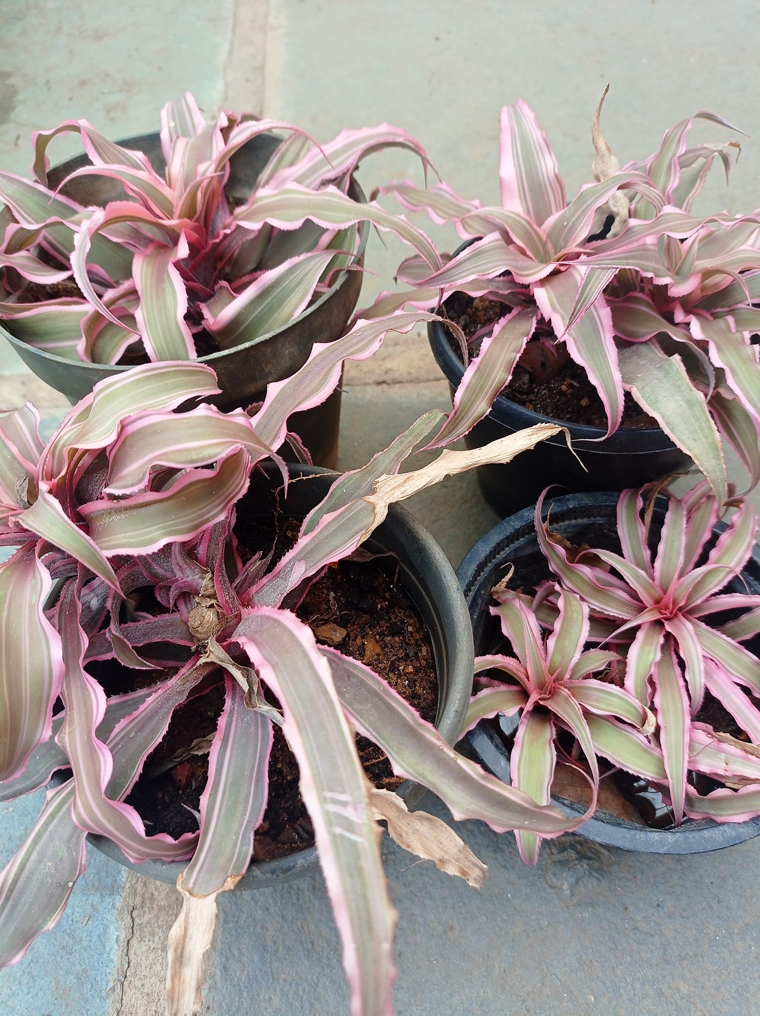My humble, yet beautiful Cryptanthus Angel Dust.