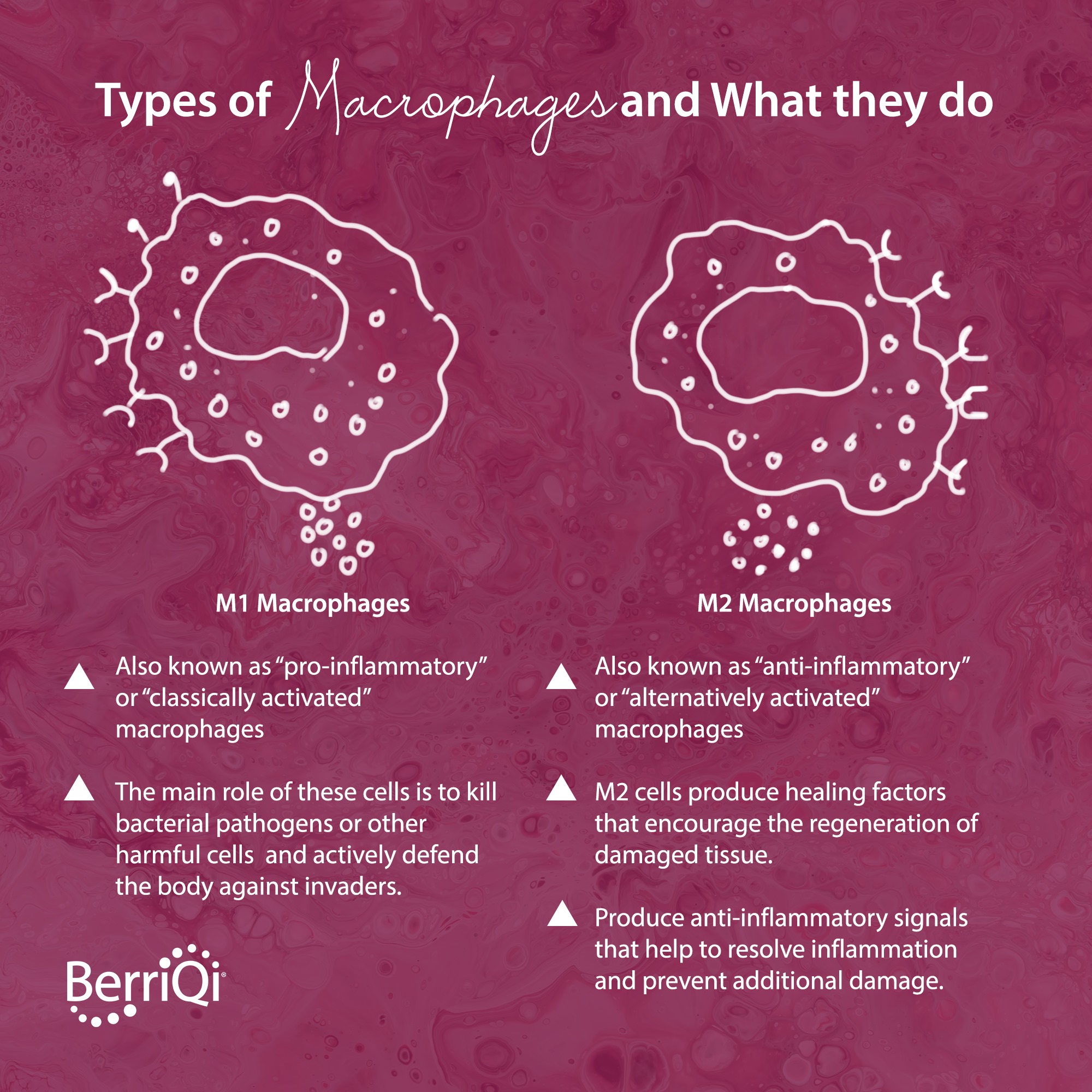 STUDY: Macrophages — the immune cells best known for defending the
