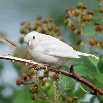 Bursa pagar alam(love bird) | Facebook