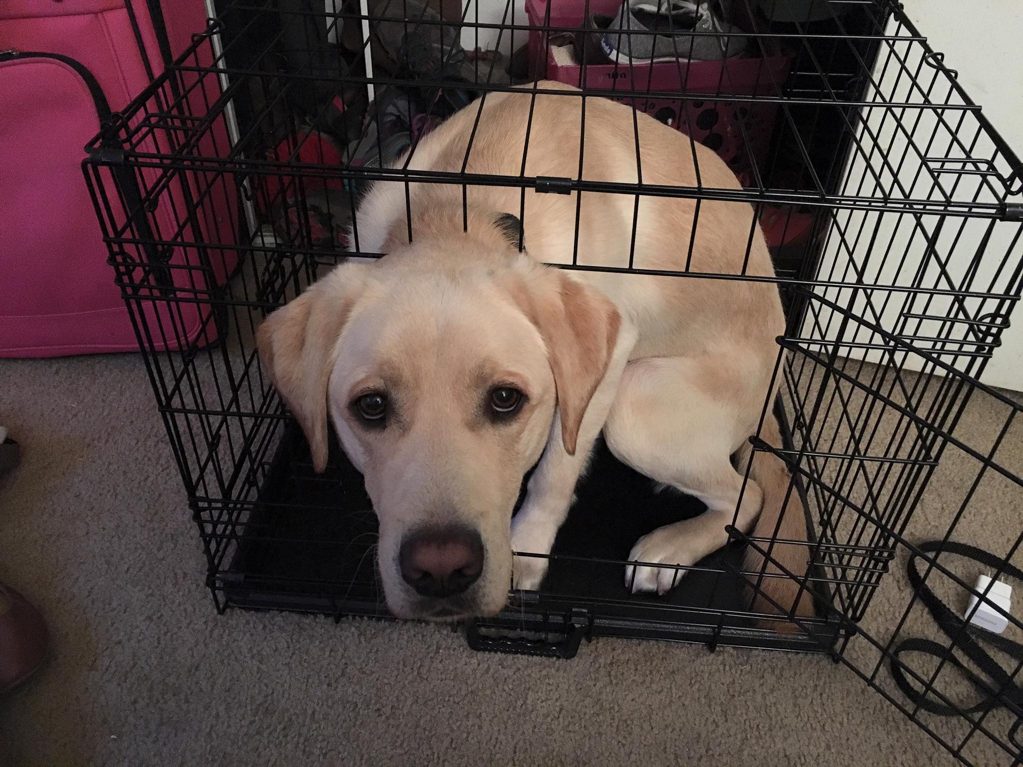 Yoshi's guide dog puppy training