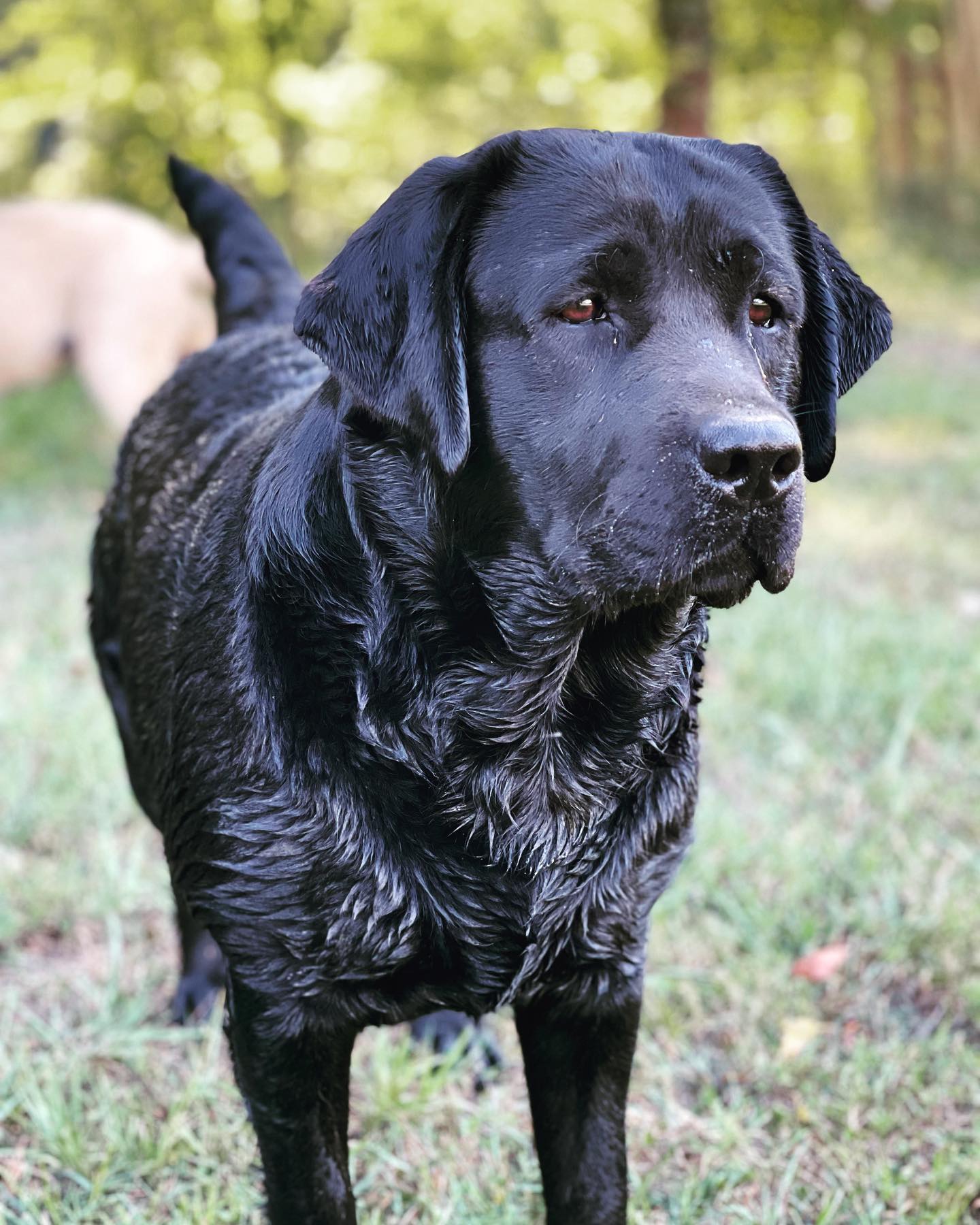 Tried & True Labradors