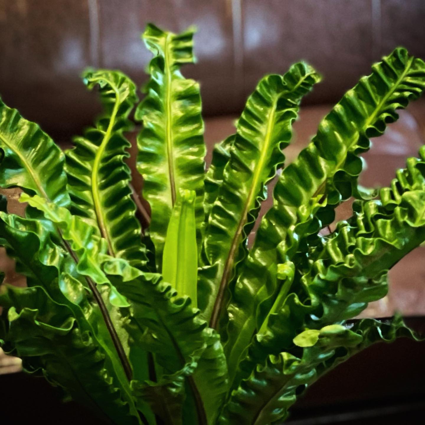 / アスプレニウム「アカキ」 Asplenium nidus... - Cafe With Garden | Facebook