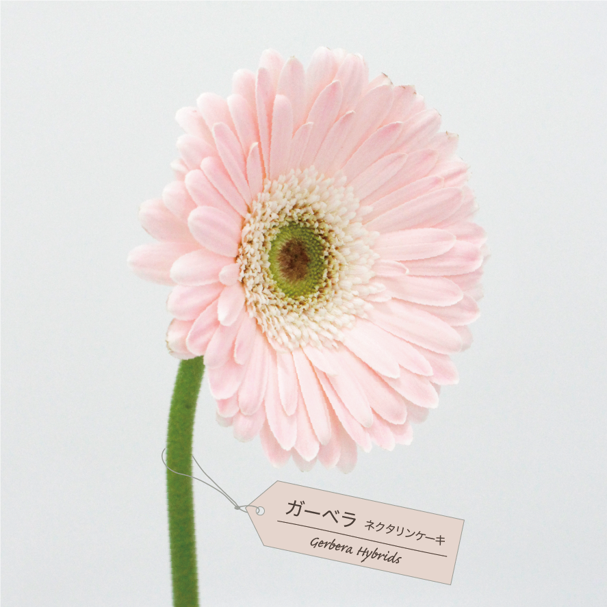 1 26 定期便の花 ご紹介 Hana タスハナ サステナブルな花の定期便 Facebook