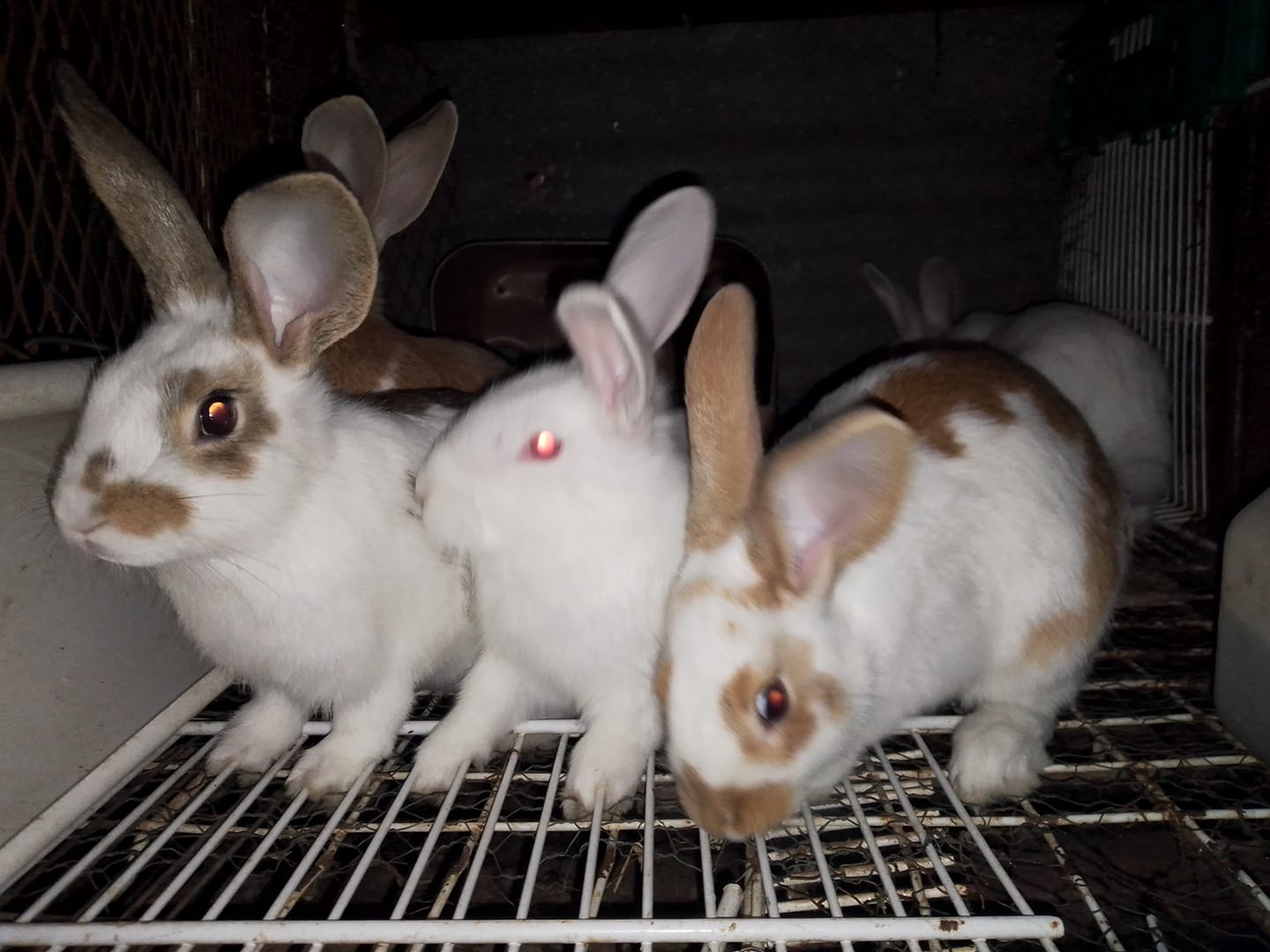 Zimbabwe Rabbits