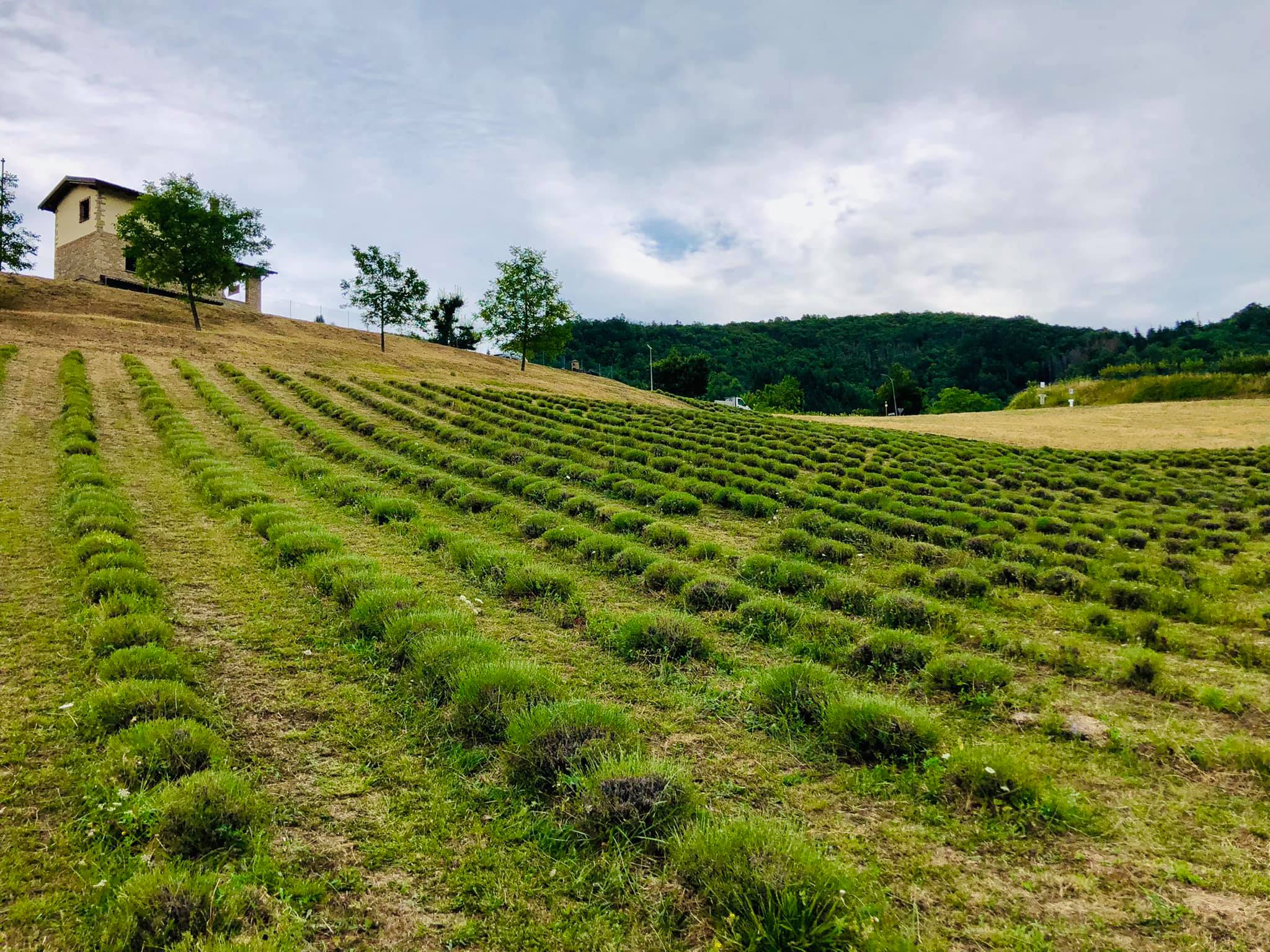 Società agricola preci - Home | Facebook
