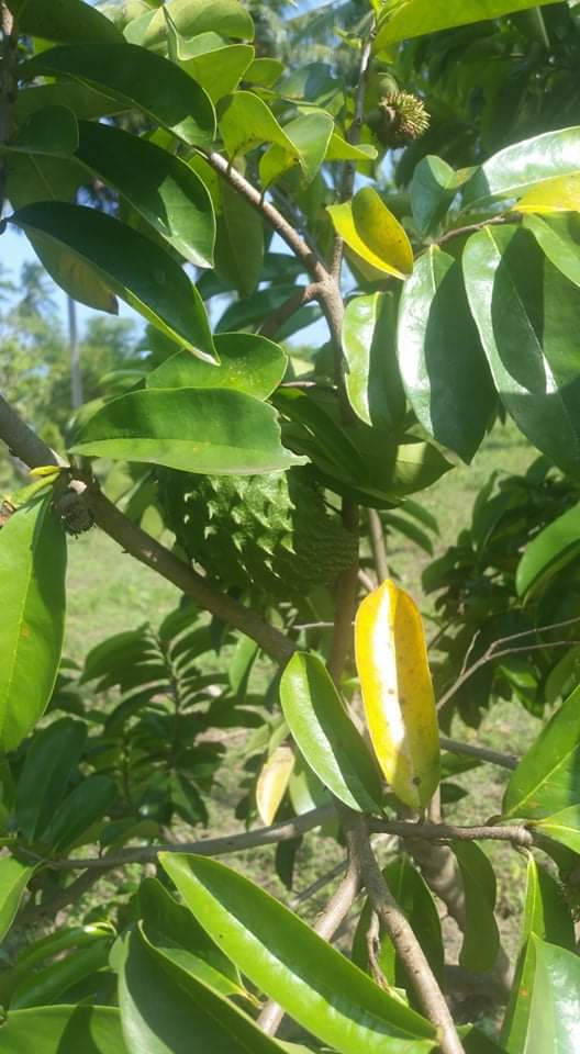 Green Shamba