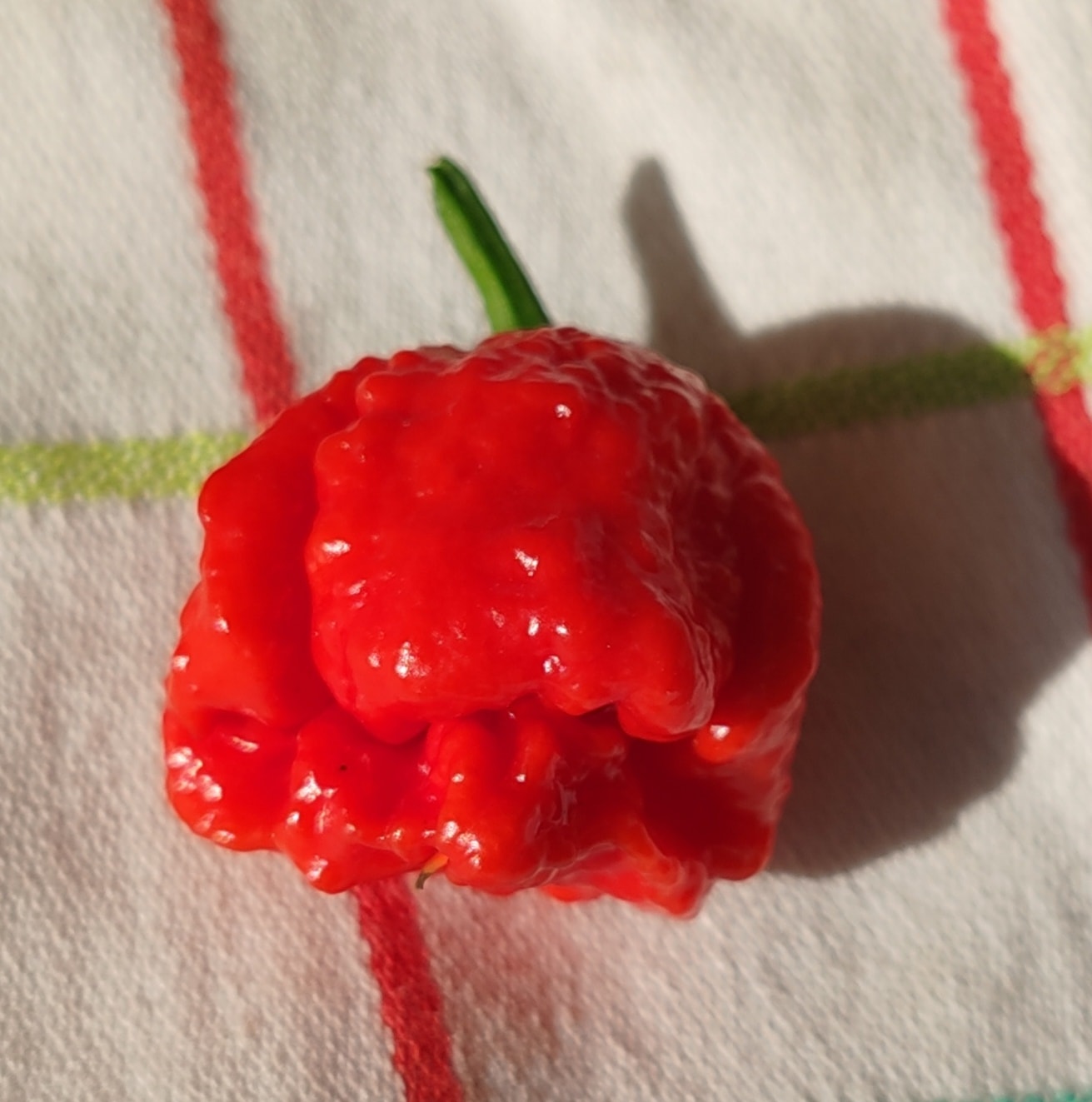 Marmellate e Creme - Crema Super Piccante di Nocciole IGP e Cacao al Carolina Reaper