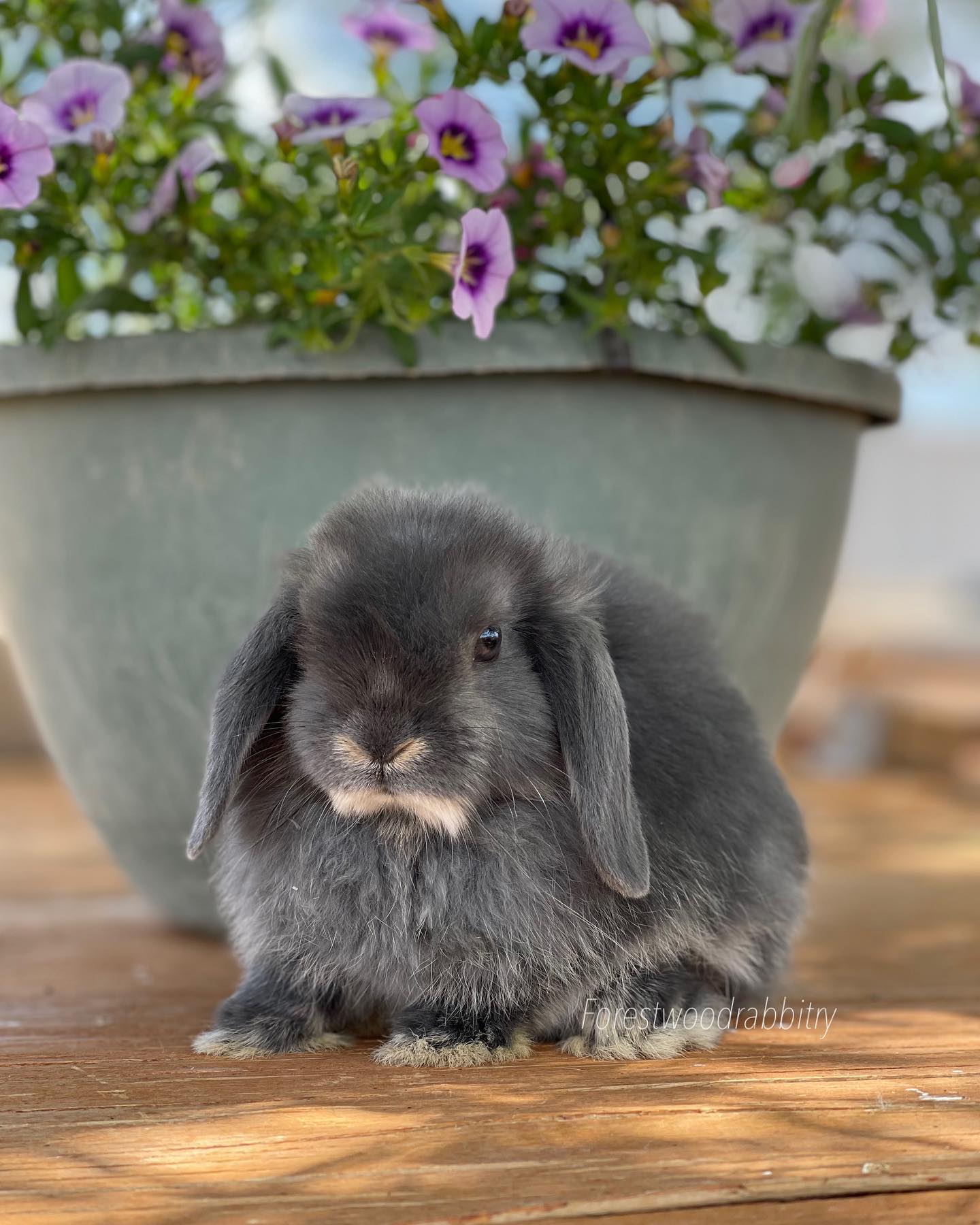 Gooseberry is looking for a loving... - Forestwood rabbitry | Facebook