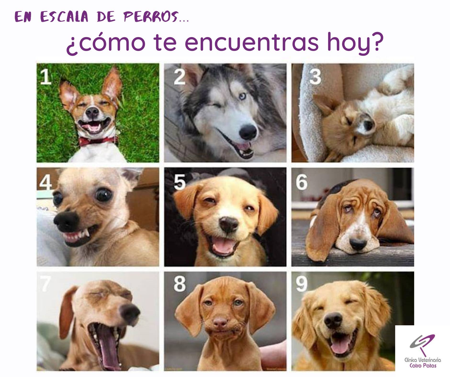 cl-nica-veterinaria-catro-patas-en-escala-de-perros-c-mo-te