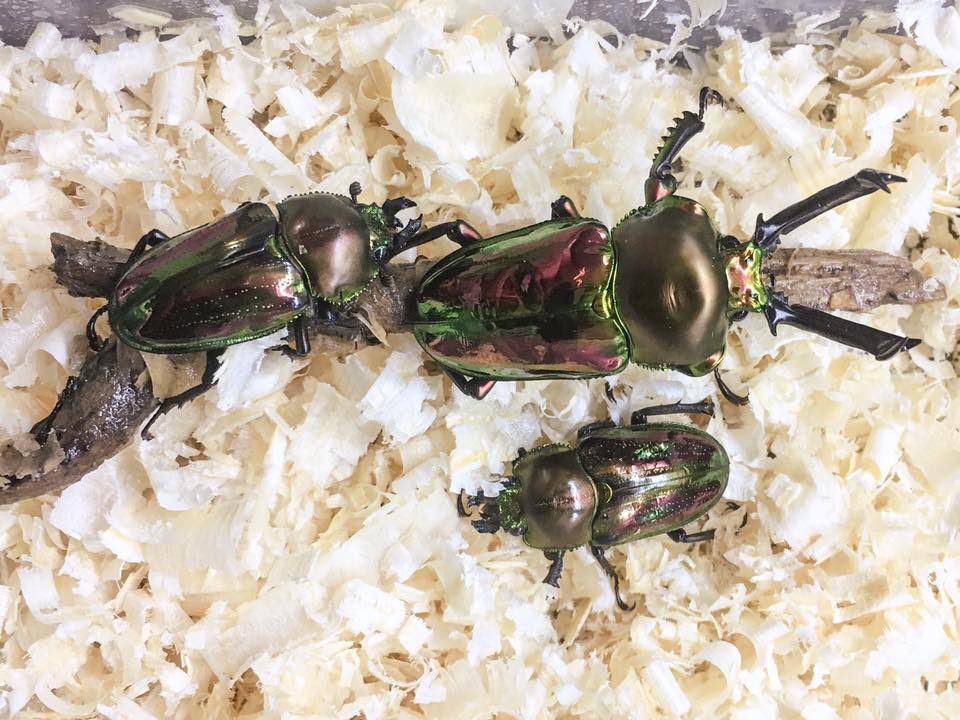Breeding Beetles - New breeding project with Phalacrognathus muelleri ...