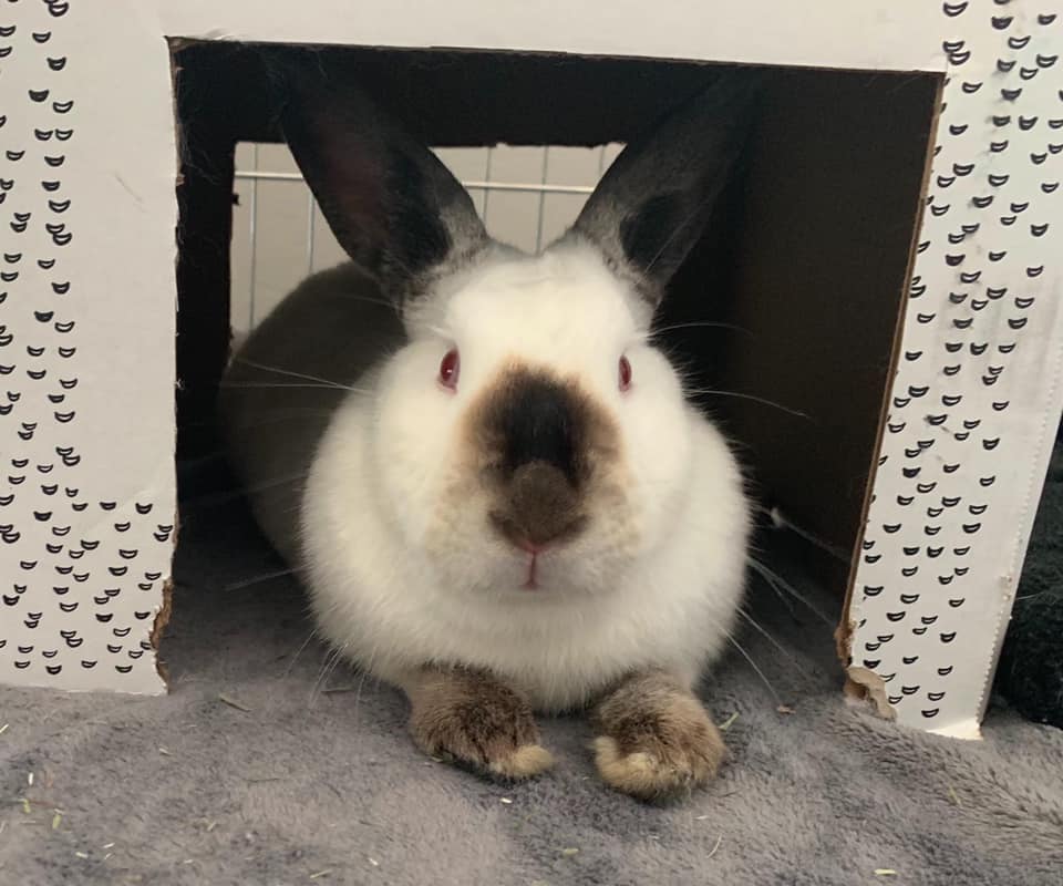 Meet our new bunny Magnolia. She... - East Bay Rabbit Rescue | Facebook