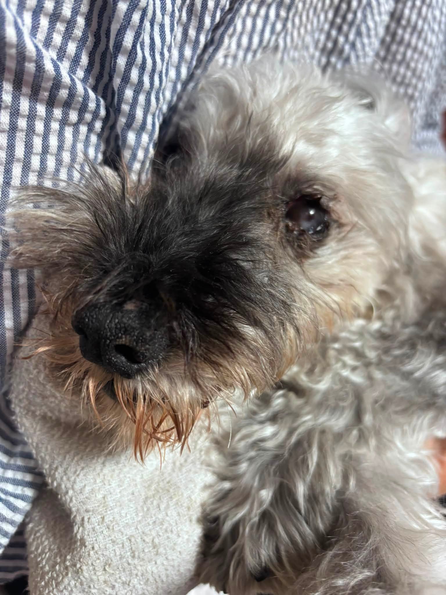 サンキで買っちやった🐶