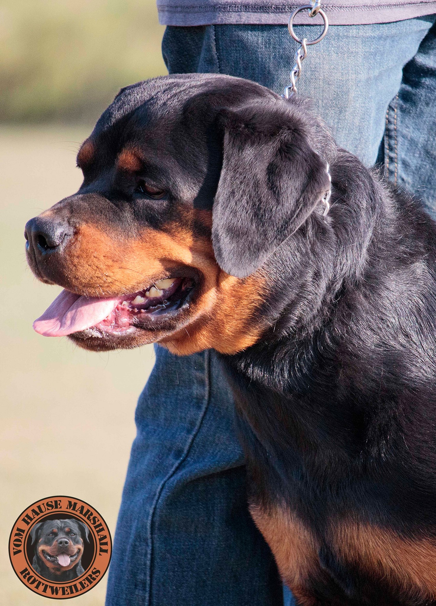 Vom Hause Marshall Rottweilers