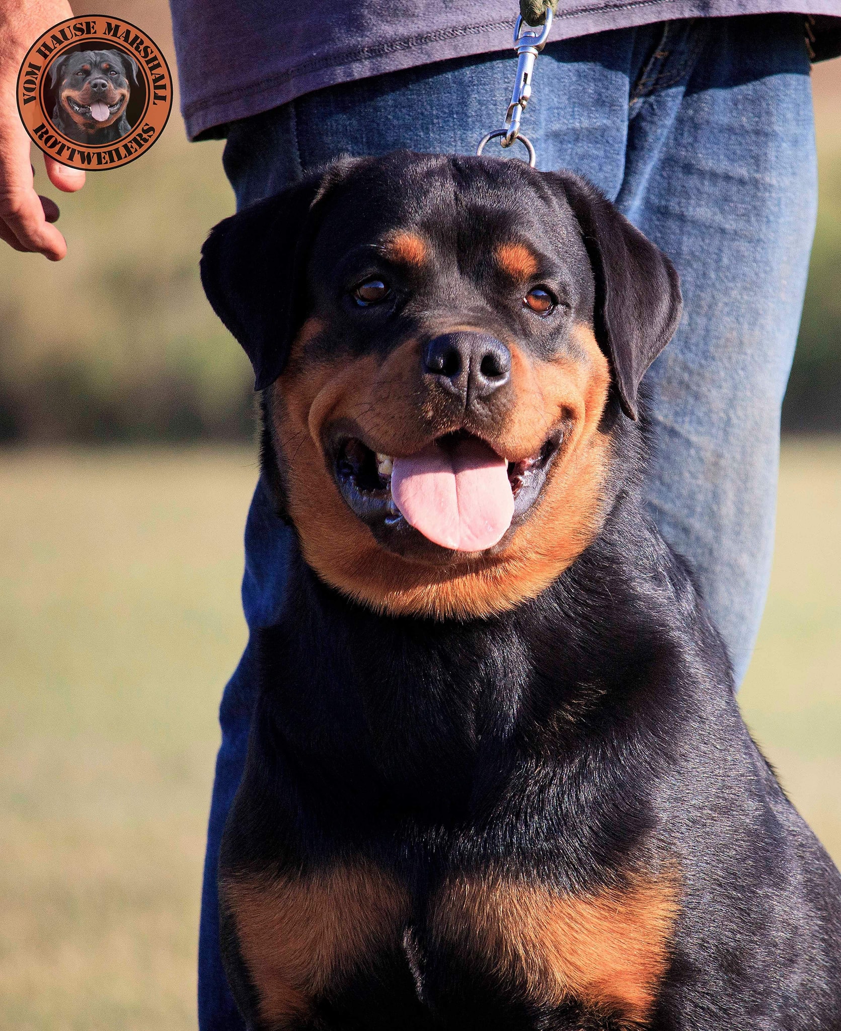 Vom Hause Marshall Rottweilers