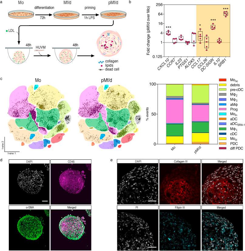 Biomaterials - A cleverly built bioengineered human in...