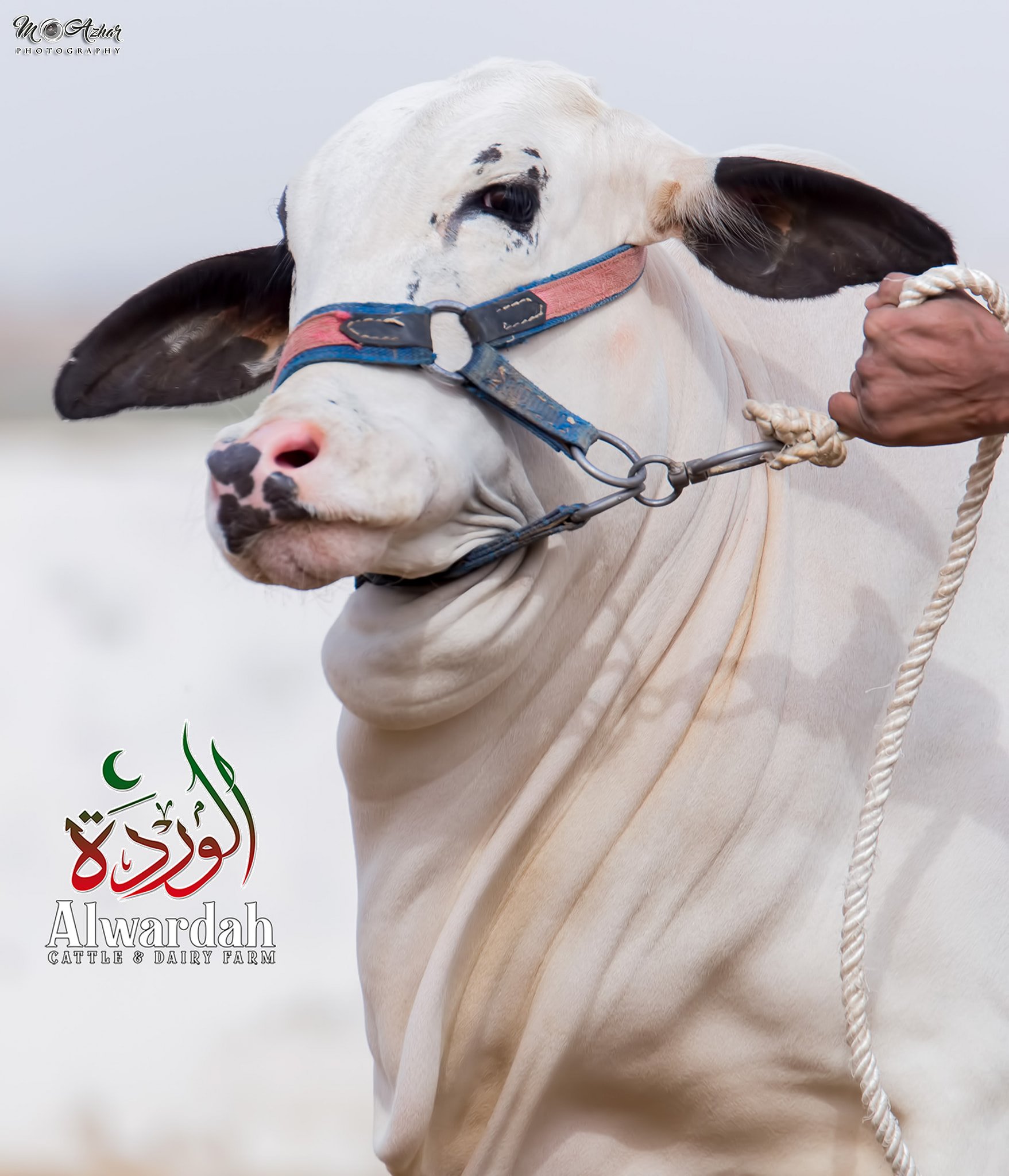 KHOBSORAT HAI AUR BOHAT PYARI... - Pakistan Qurbani Lovers