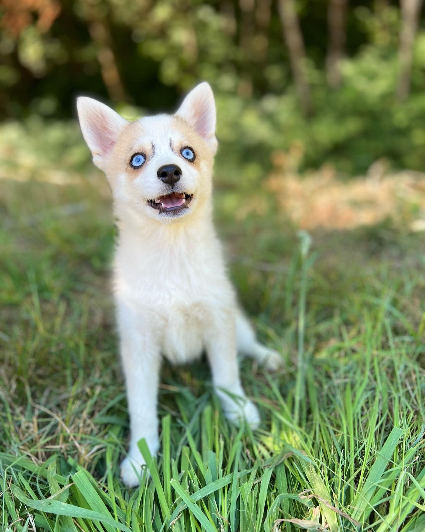 Vixie would like a home to call her... - Ocean View Pomskies | Facebook